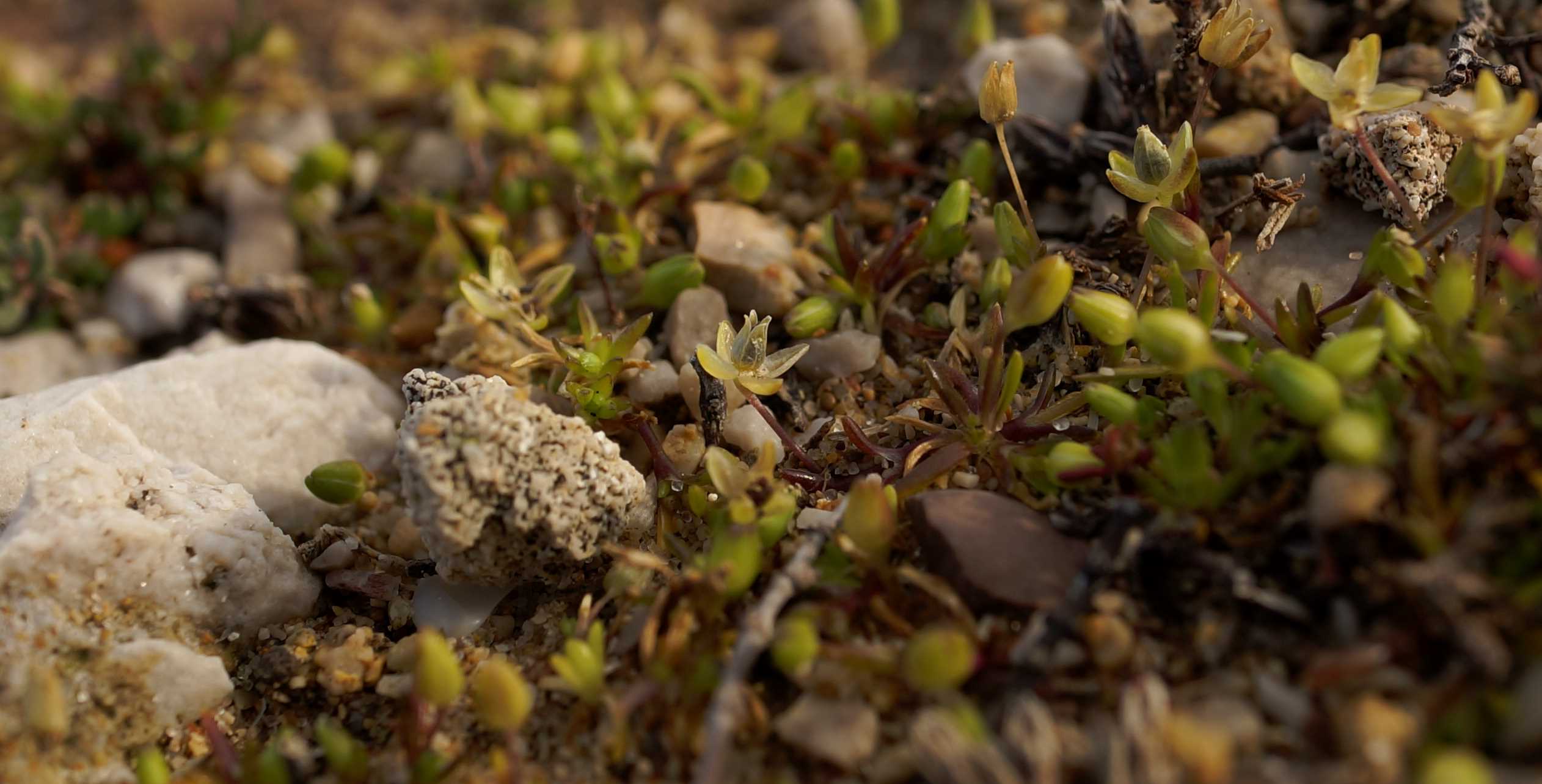 Sagina maritima (Caryophyllaceae)
